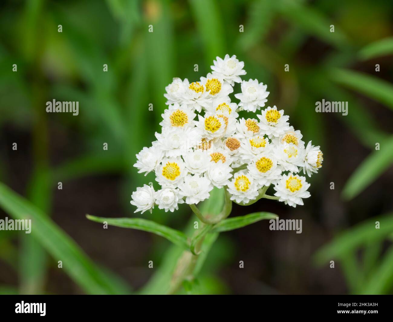 Washington State, Central Cascades, Pearly Everlasting Stock Photo