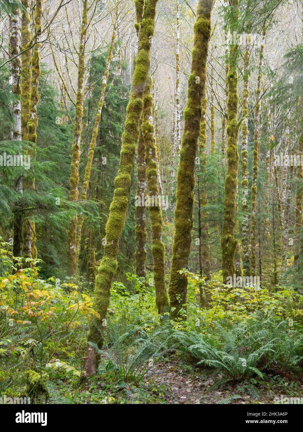 Washington State, Central Cascades, Pratt River Area, Moss covered Red Alder trees Stock Photo