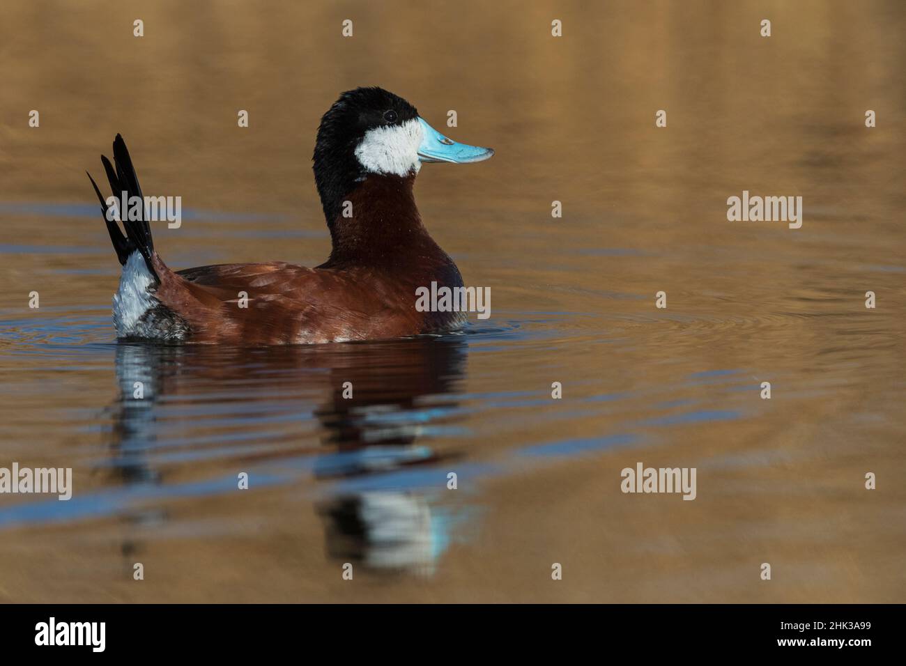 Drake Ruddy Duck Ruddy drake oxyura jamaicensis hi-res stock photography and images - Alamy