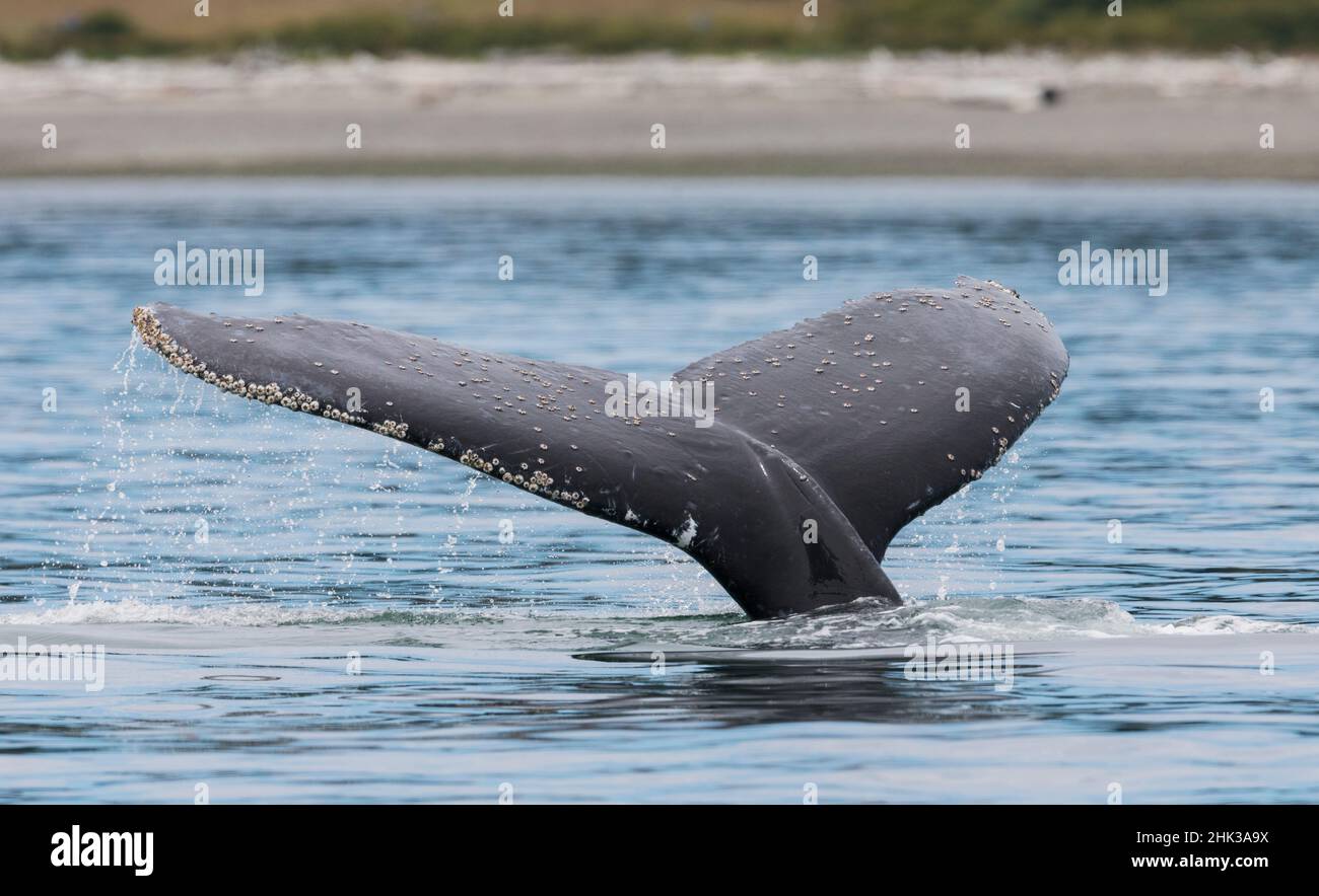 Humpback whale diving Stock Photo - Alamy
