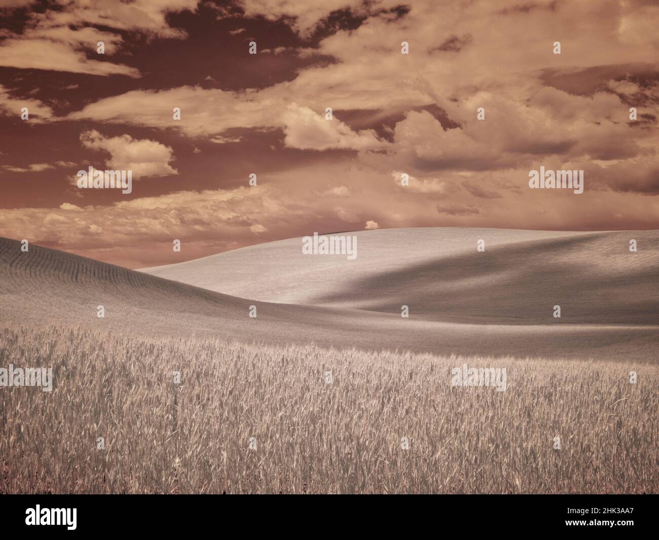 USA, Washington State, Palouse. Crops growing on the rolling hills of