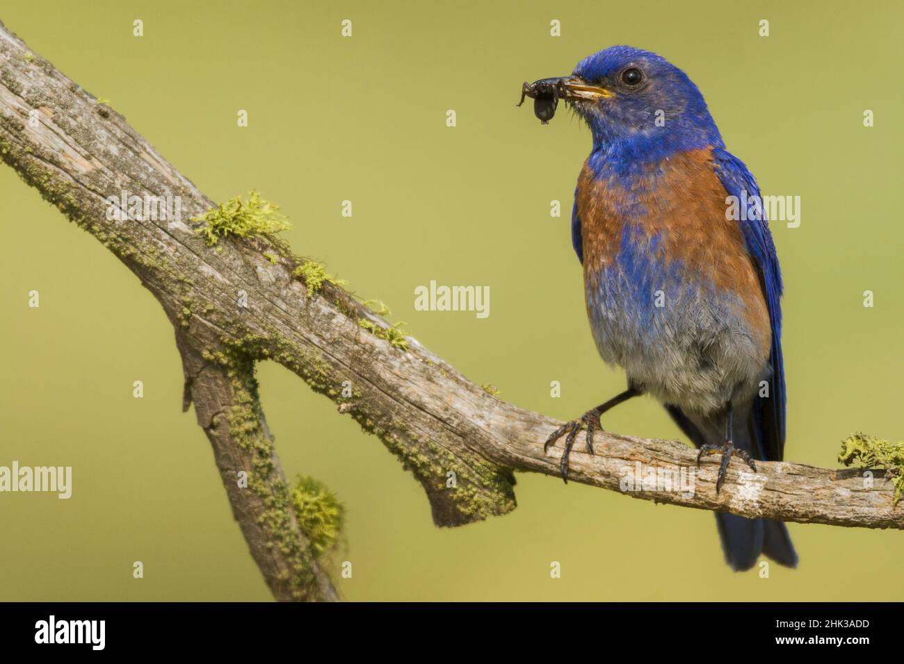 Western bluebird with a meal Stock Photo - Alamy