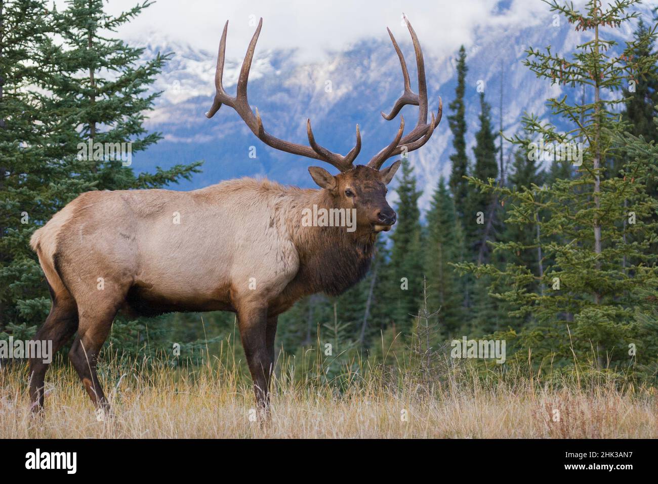Rocky Mountain bull elk Stock Photo