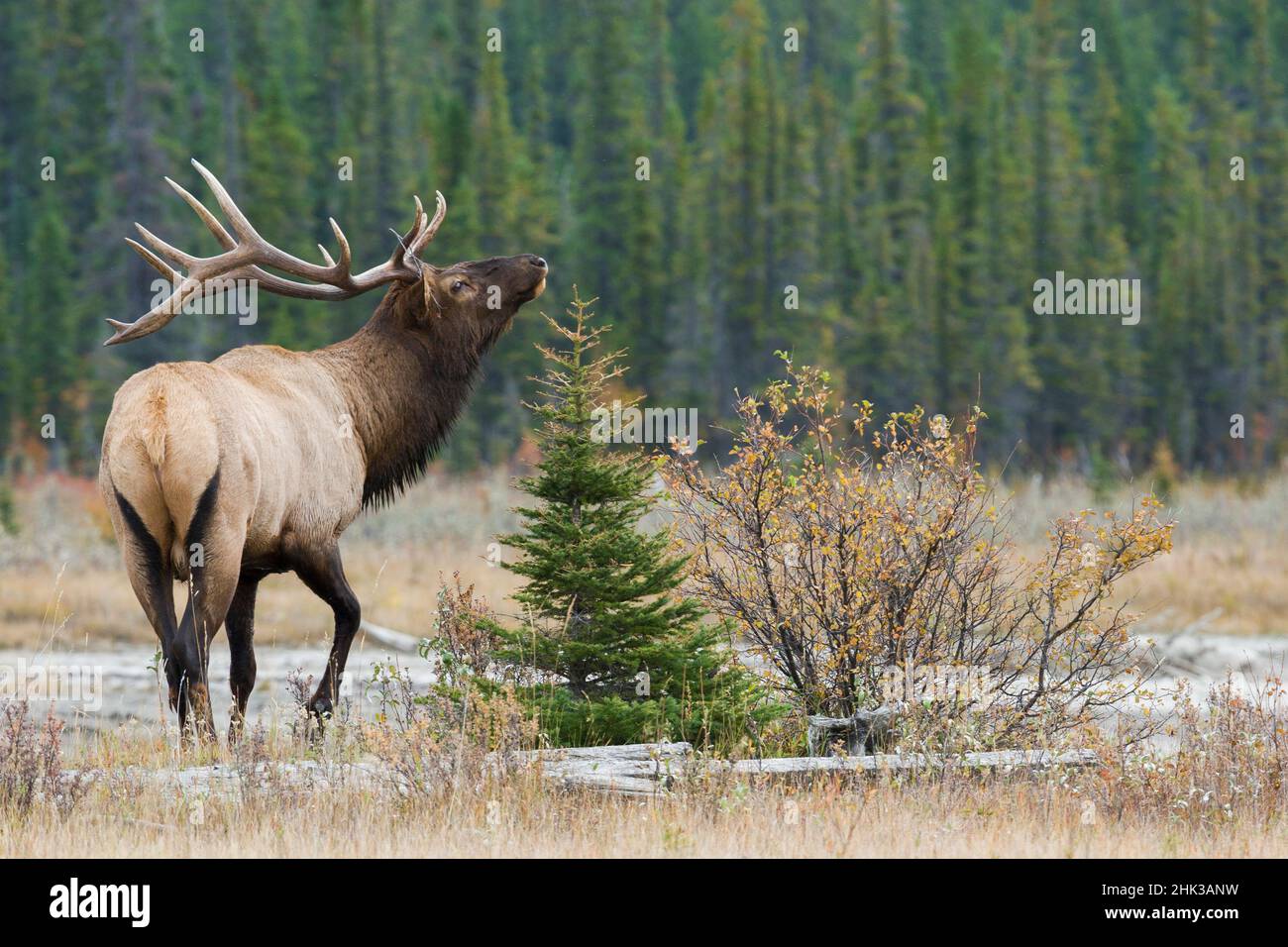 Bull elk posturing Stock Photo