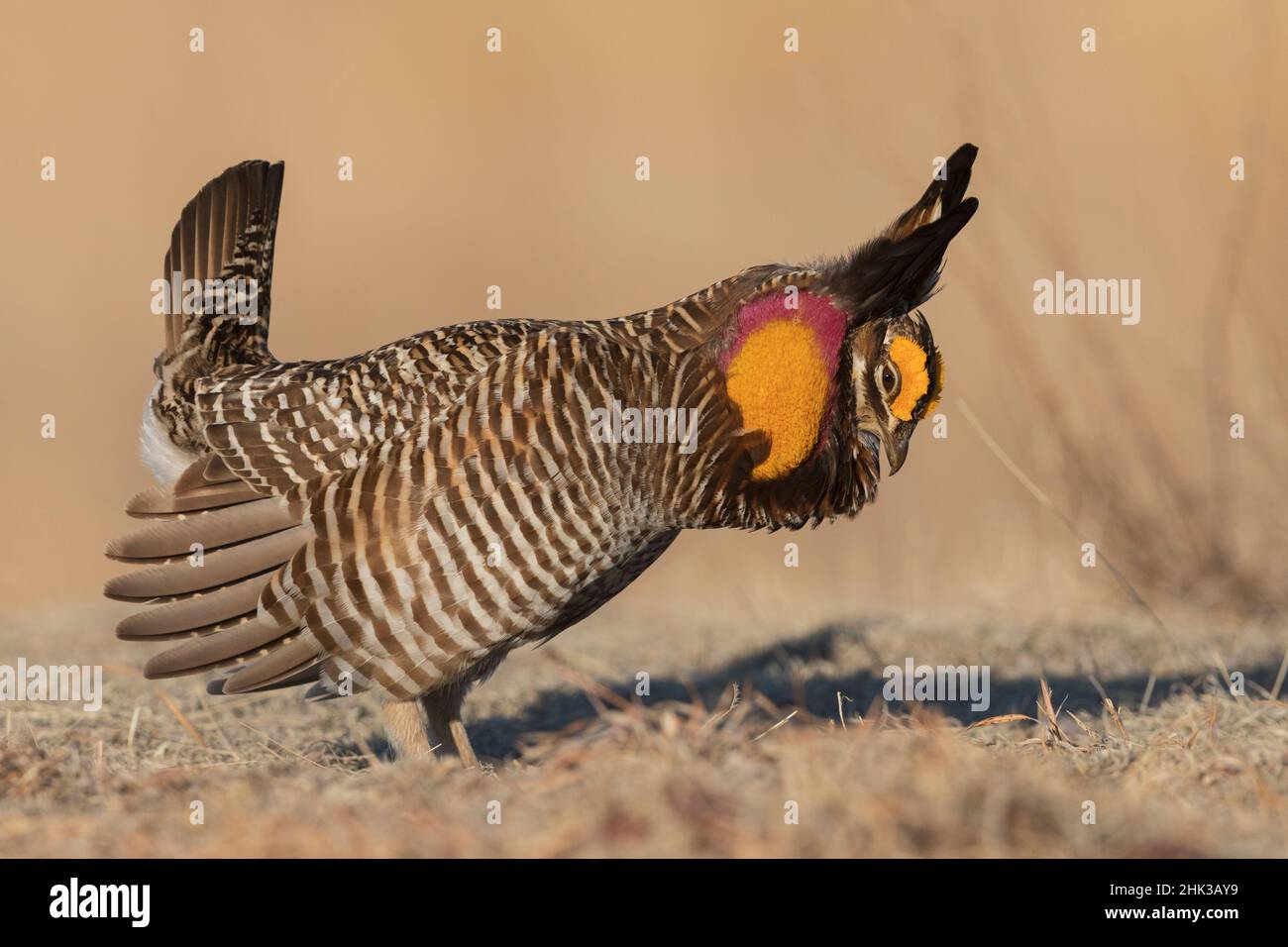 Greater prairie chicken, courtship display Stock Photo