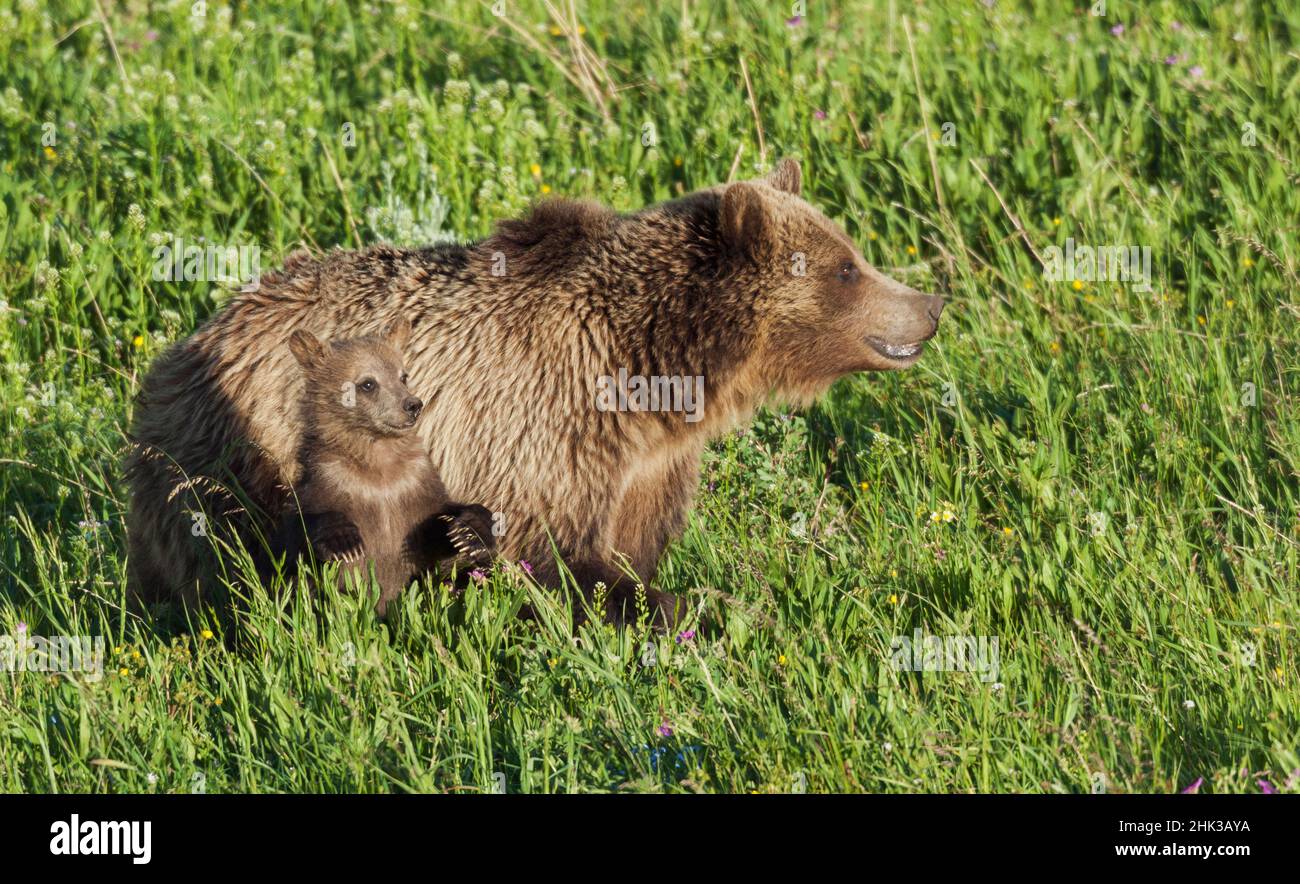Grizzly bear sow with curious cub Stock Photo