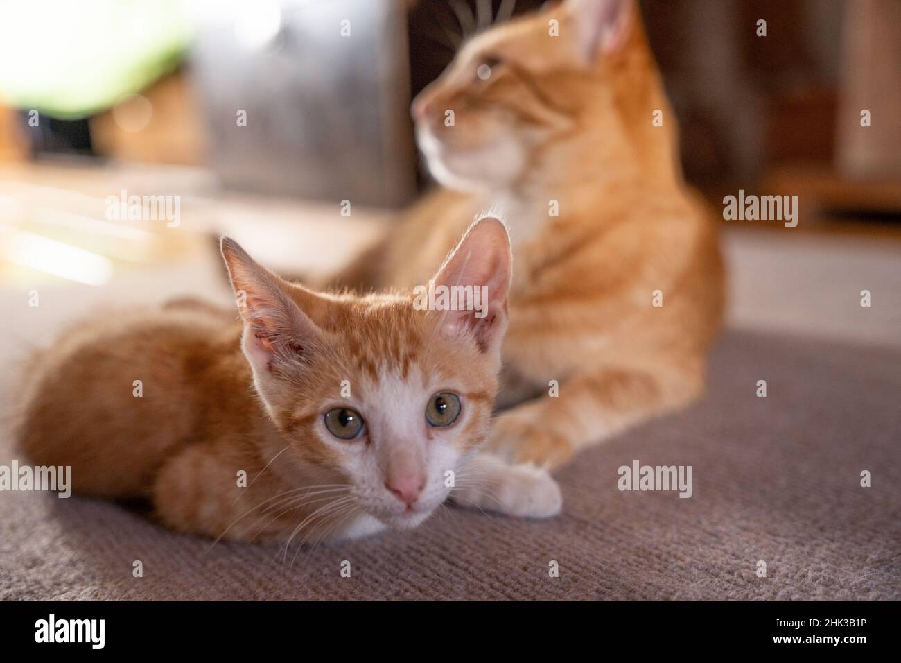 Closeup of the cute ginger cat with its kitten on the floor. Stock Photo