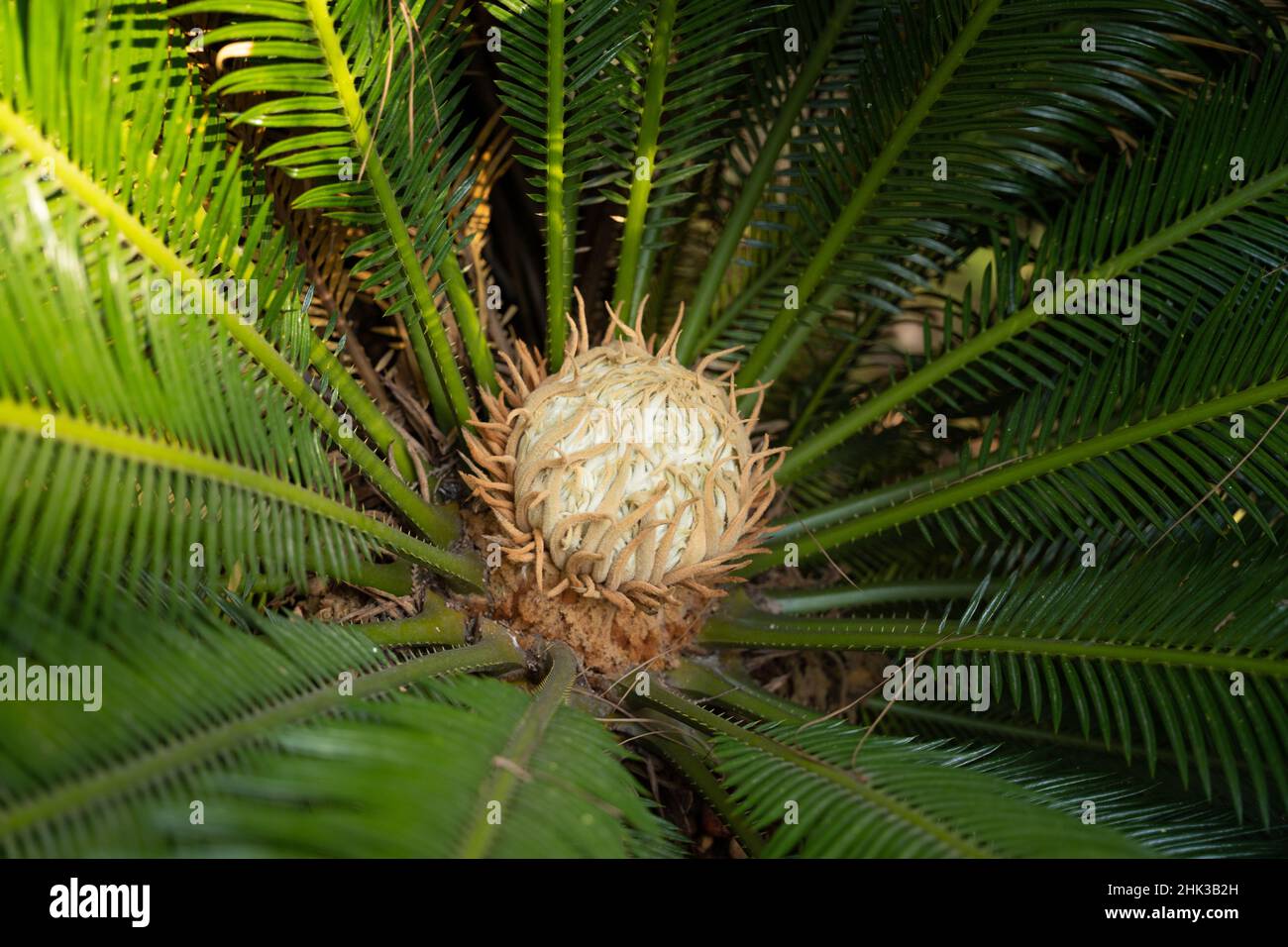 Closeup of the Cycas rumphii, commonly known as queen sago or the queen sago palm. Stock Photo