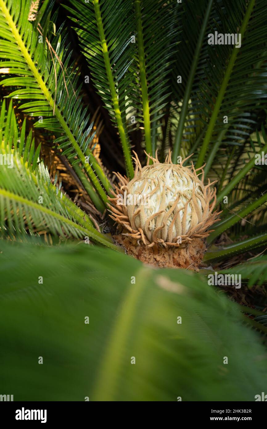 Vertical closeup of the Cycas rumphii, commonly known as queen sago or the queen sago palm. Stock Photo