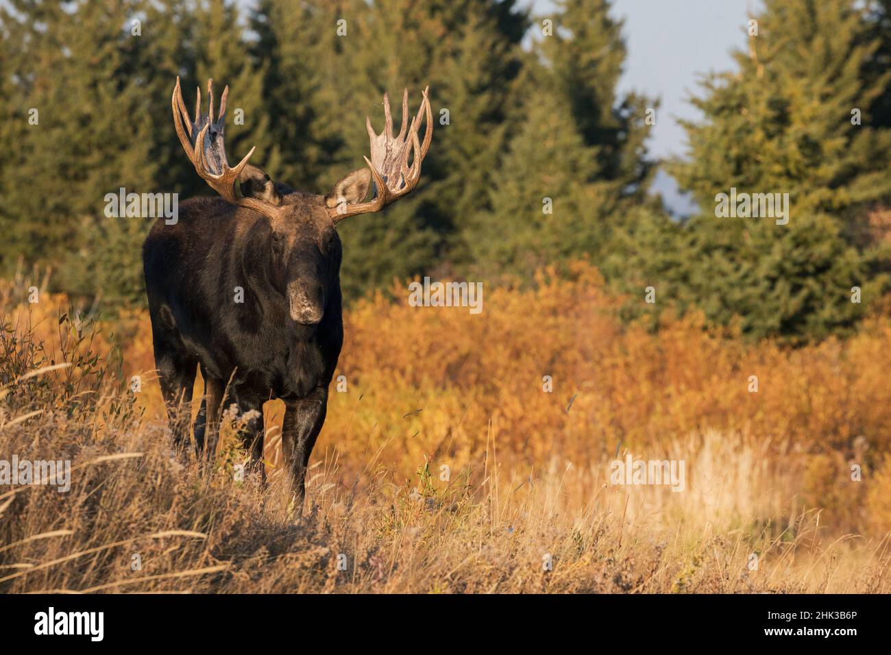 Shiras bull moose Stock Photo