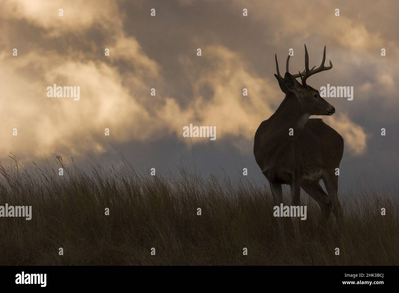Whitetailed deer, stormy silhouette Stock Photo Alamy
