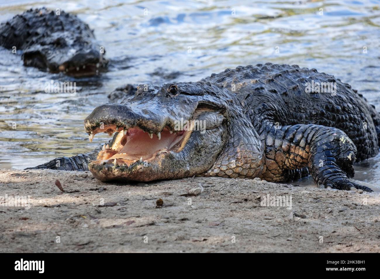 American alligator, Florida Stock Photo