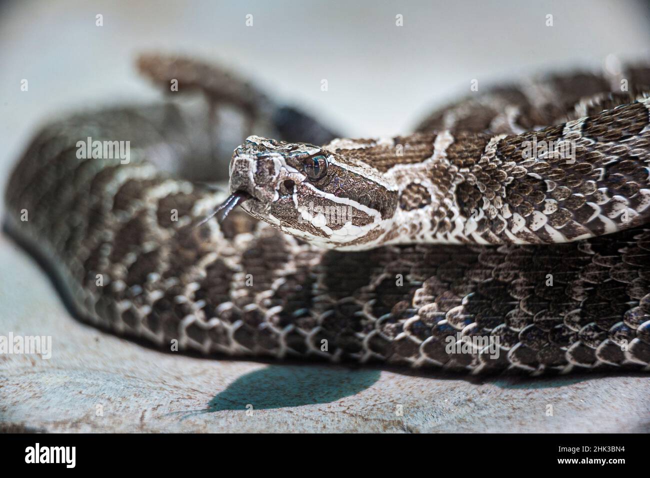 Venomous western Massasauga rattlesnake is native to North America