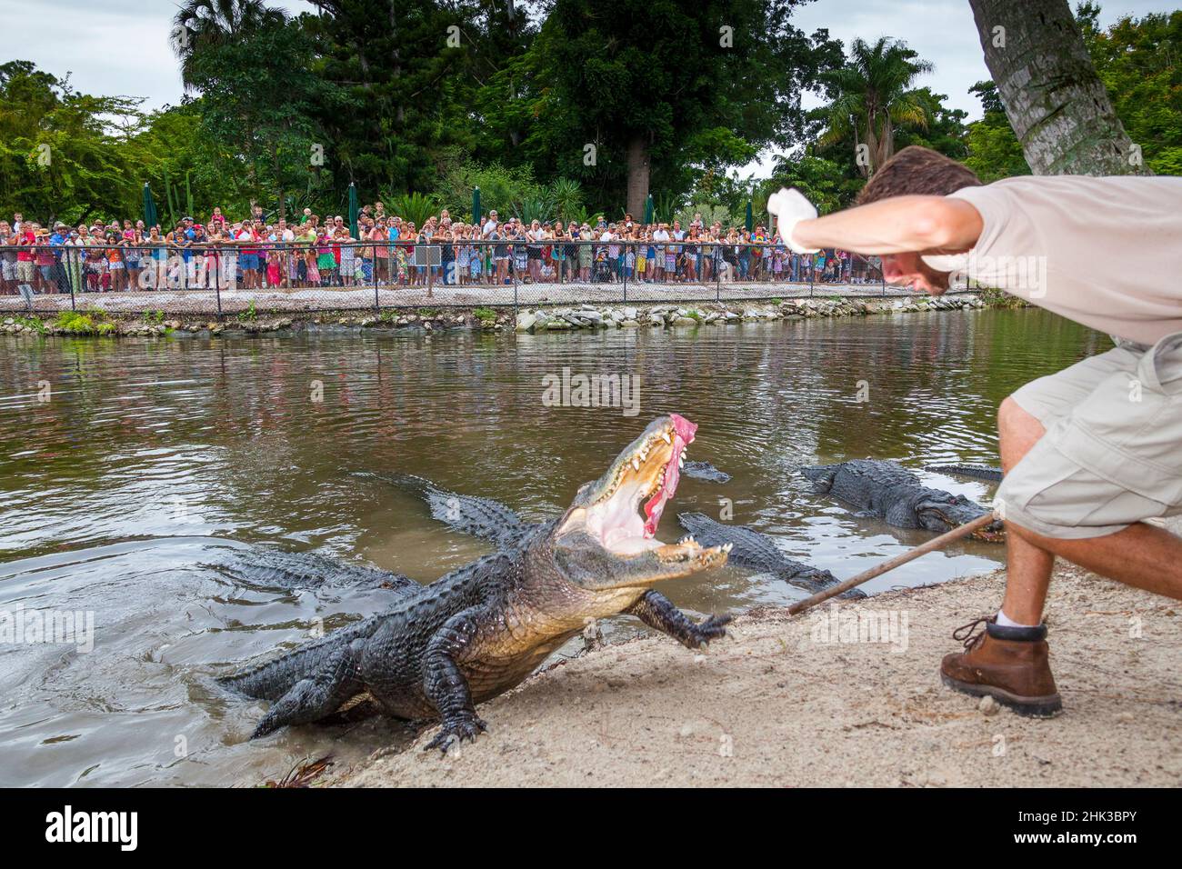 An alligator get fed from a trained keeper in front of a large crowd at  Naples Zoo Stock Photo - Alamy