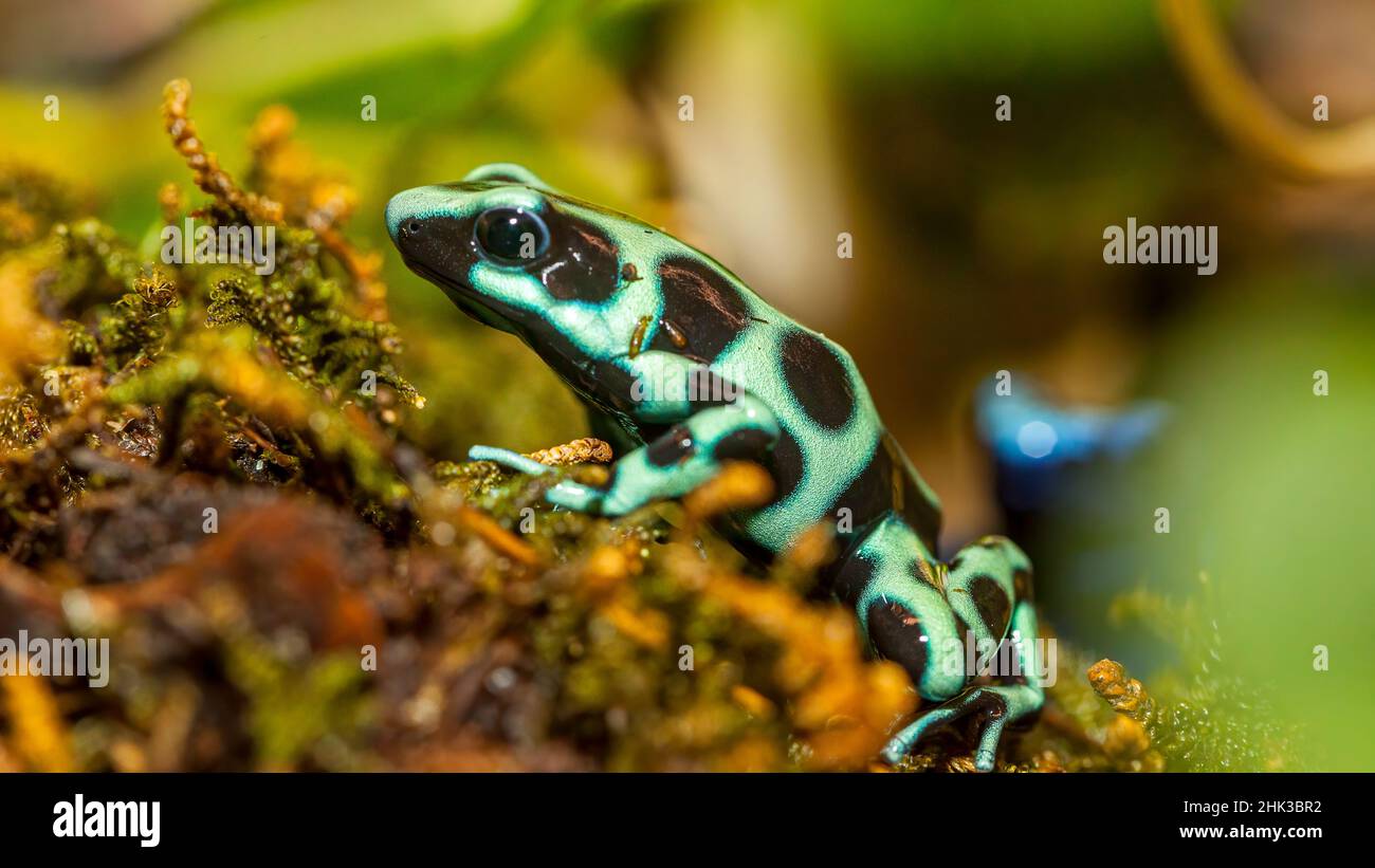 Poison dart frogs are highly poisonous Stock Photo Alamy