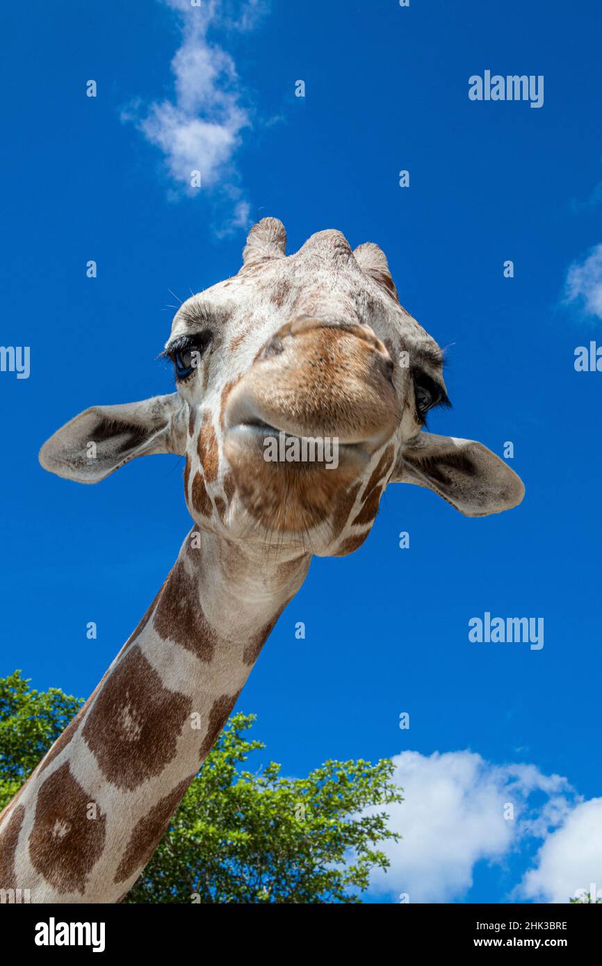 A reticulated giraffe's height gives it a downward glance Stock Photo