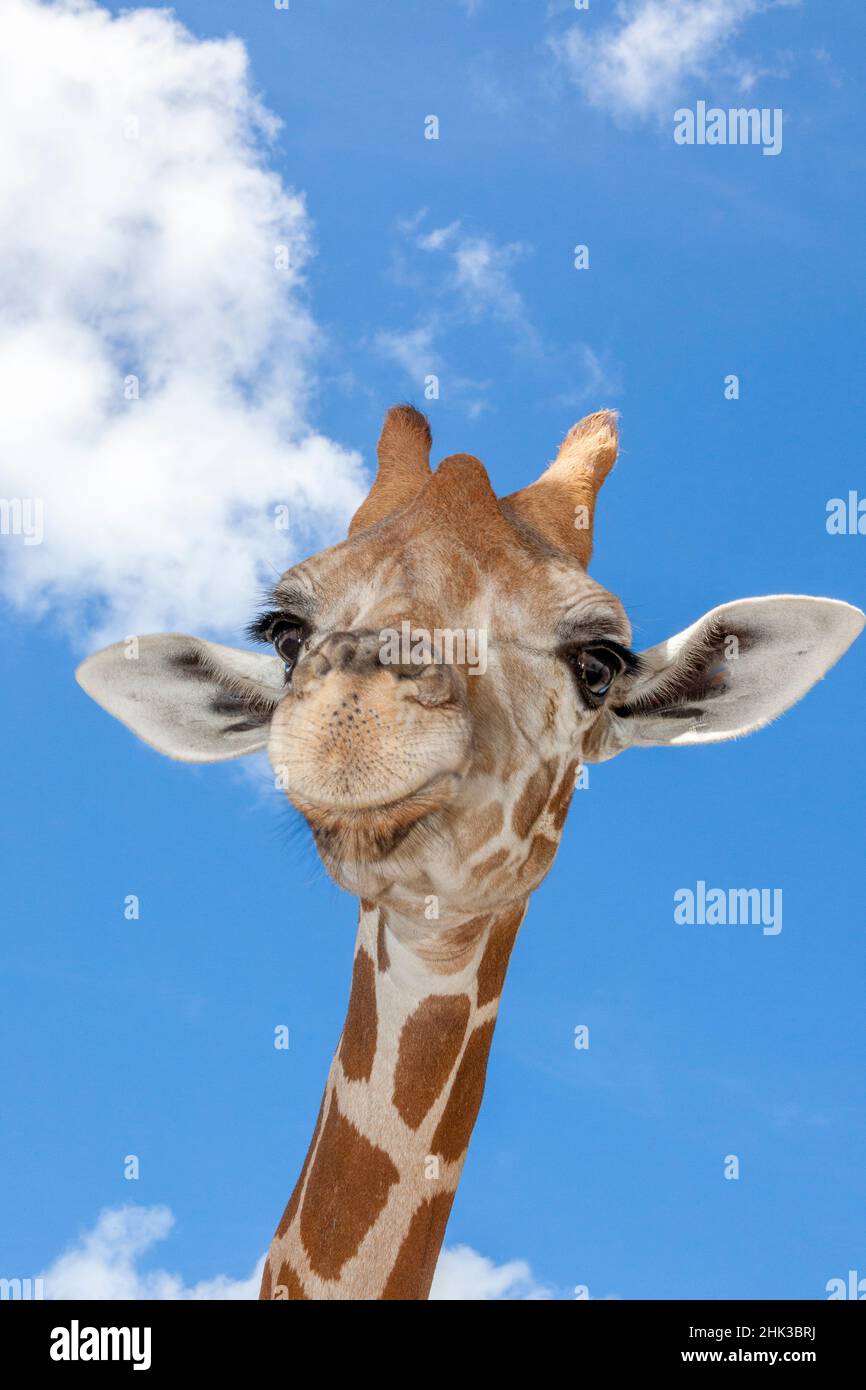 A reticulated giraffe's height gives it a downward glance Stock Photo