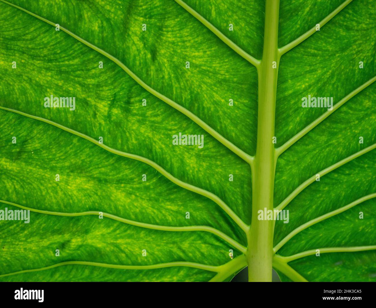 Close up of a leaf showing the veins hi-res stock photography and ...