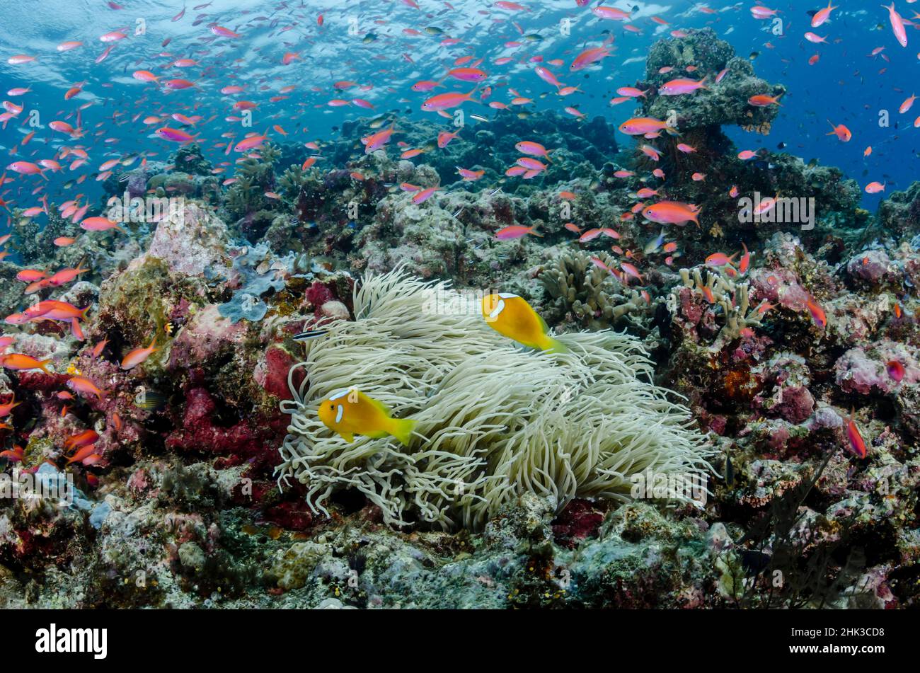 South Pacific, Solomon Islands. Reefscape of fish and corals. Credit as: Jones & Shimlock / Jaynes Gallery / DanitaDelimont.com Stock Photo