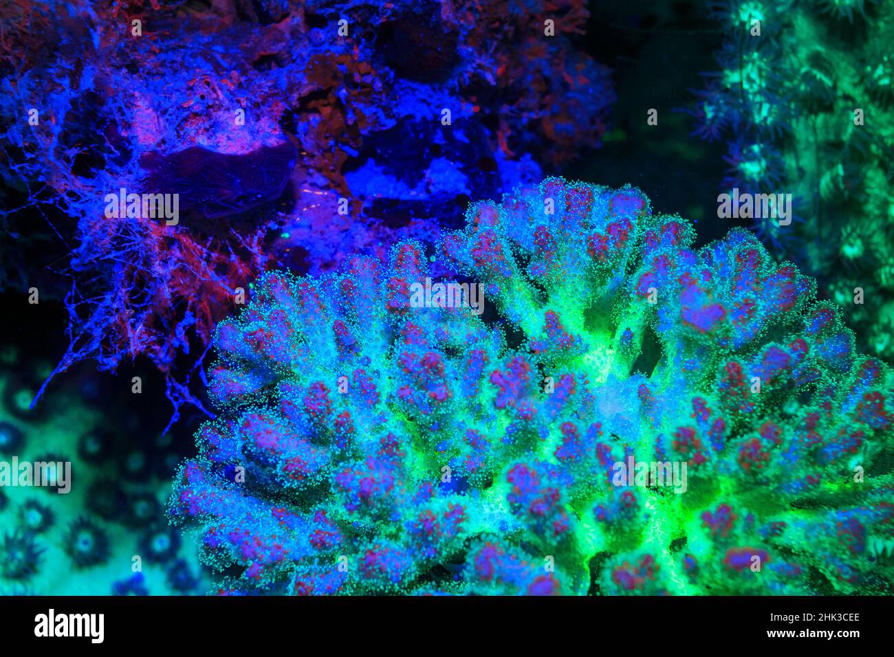 Fused Staghorn Coral, Day Fluorescing, Palau, Rock Islands-World Herititage Site, Micronesia Stock Photo
