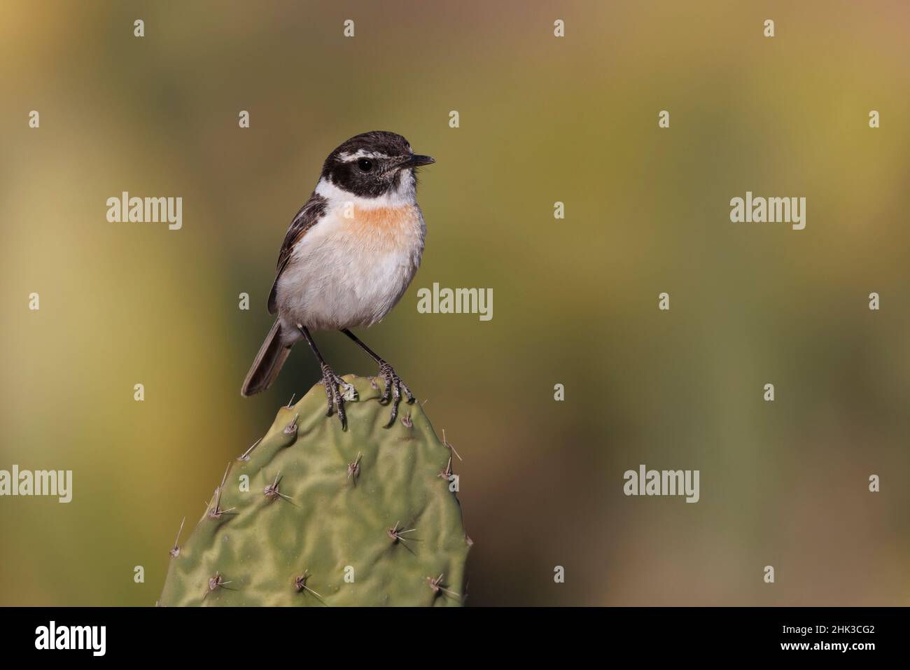 Chat Range Hi Res Stock Photography And Images Alamy