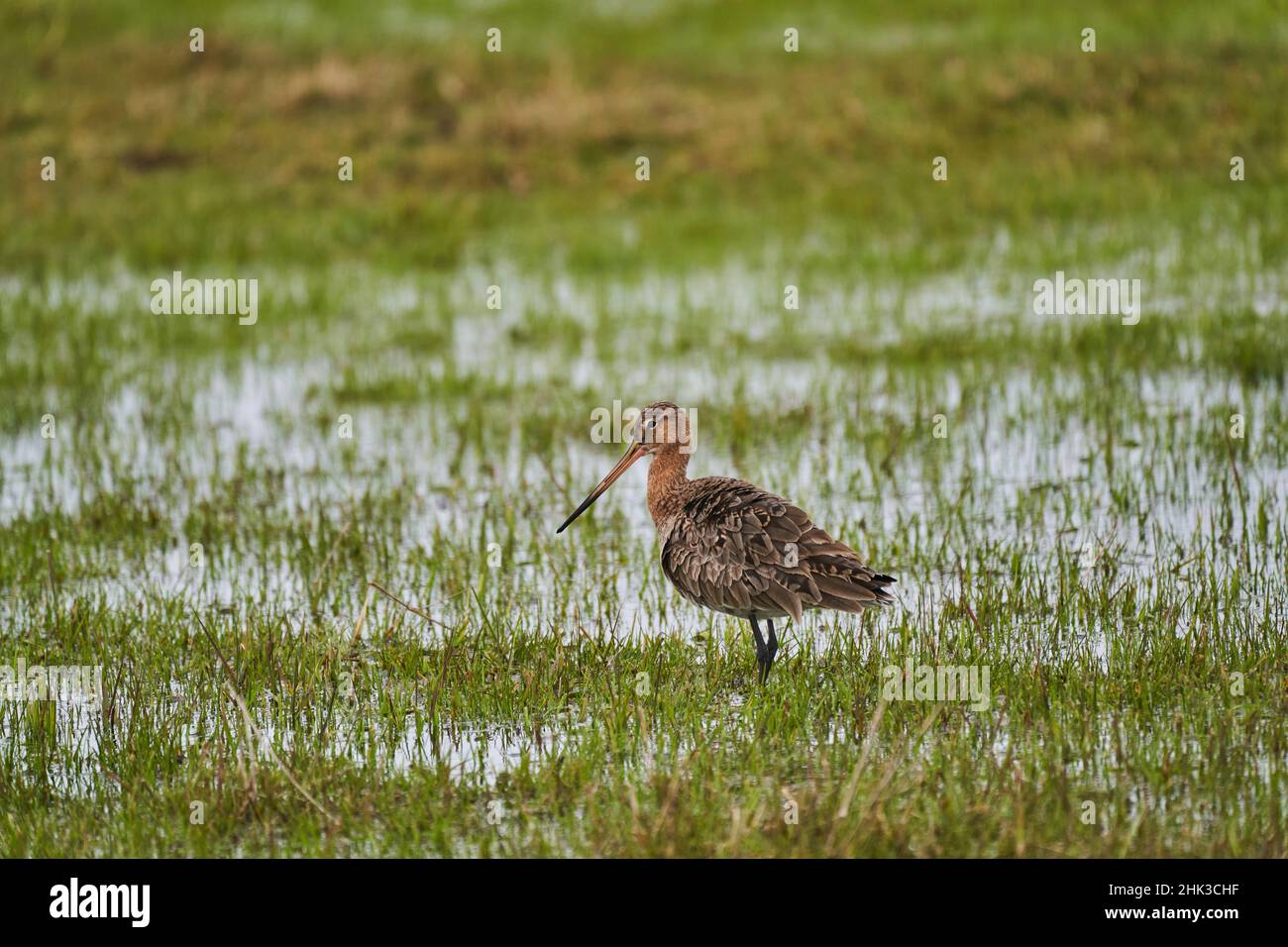 The black tailed godwit, Limosa limosa, is a large shorebird with long legs and a very long bill Stock Photo