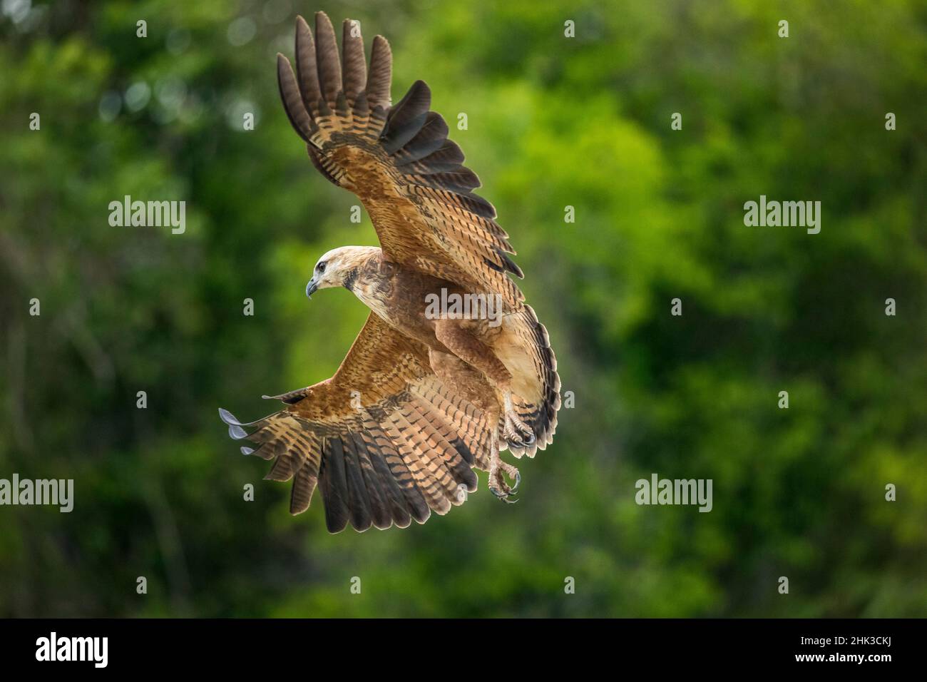 South America, Brazil, Pantanal. Black-collared hawk flying. Credit as: Jim Zuckerman / Jaynes Gallery / DanitaDelimont.com Stock Photo