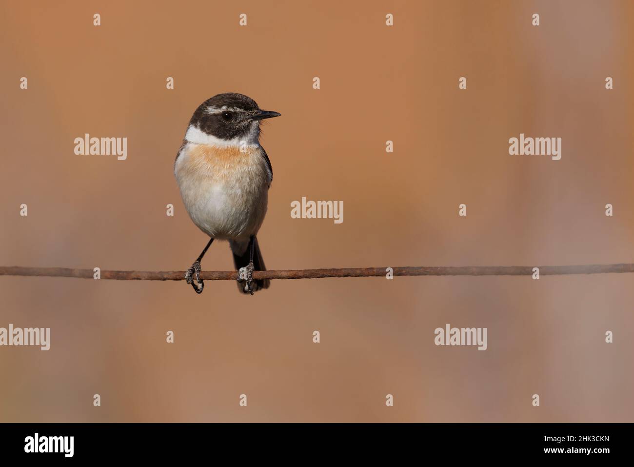 Chat Range Hi Res Stock Photography And Images Alamy