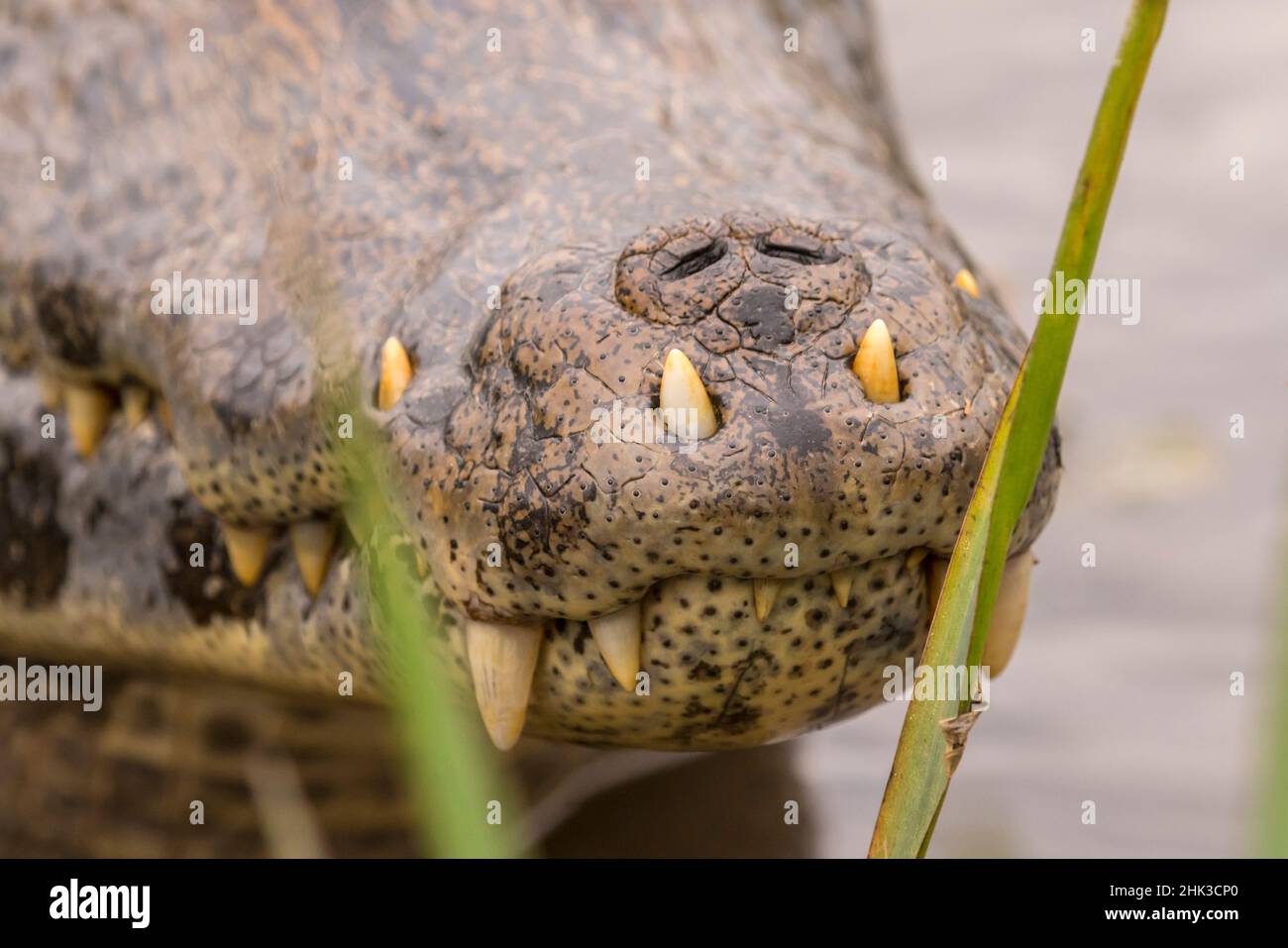 Brazil, Pantanal. Close-up of jacare caiman reptile's snout. Credit as: Cathy & Gordon Illg / Jaynes Gallery / DanitaDelimont.com Stock Photo