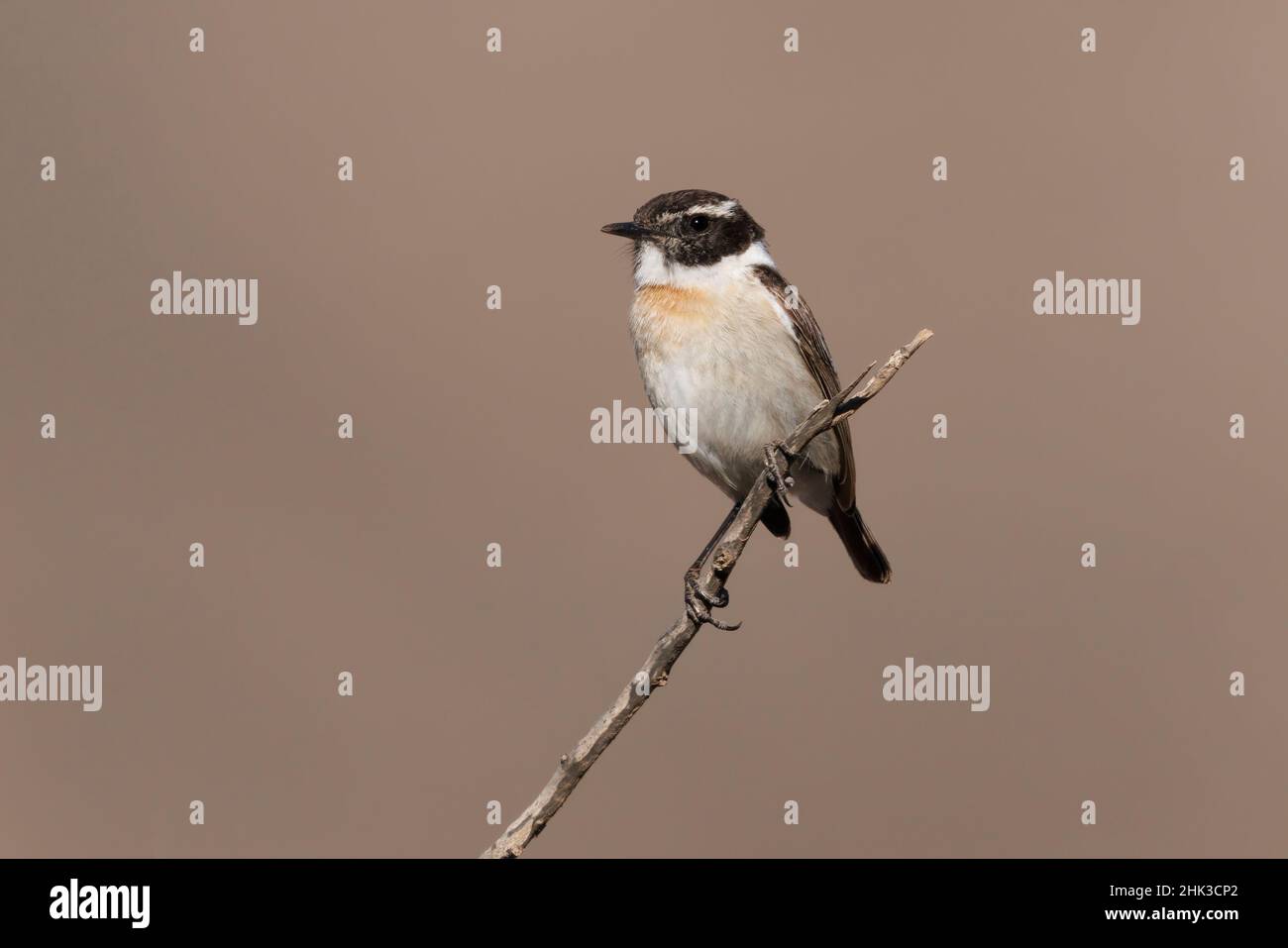 Stonechat In Flight Fuerteventua stonechat hi-res stock photography and images - Alamy