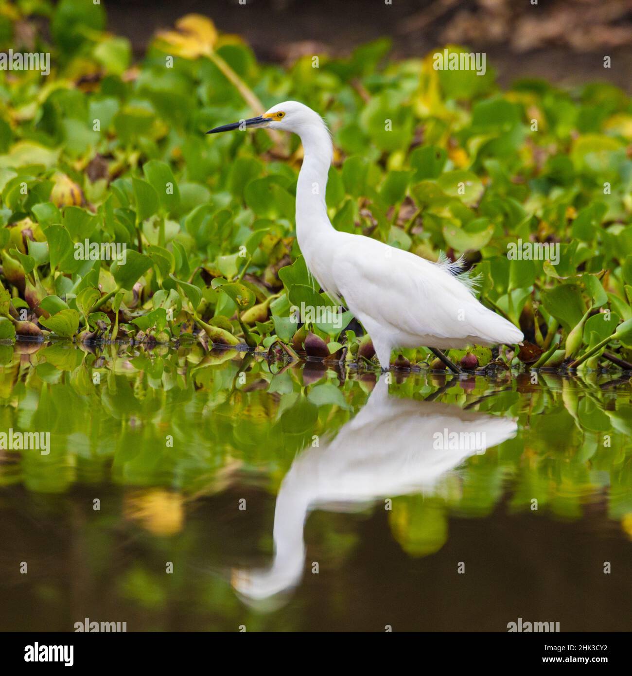 South America. Brazil. A Snowy egret (Egretta thula),  is commonly found in the Pantanal, the world's largest tropical wetland area, and a UNESCO Worl Stock Photo