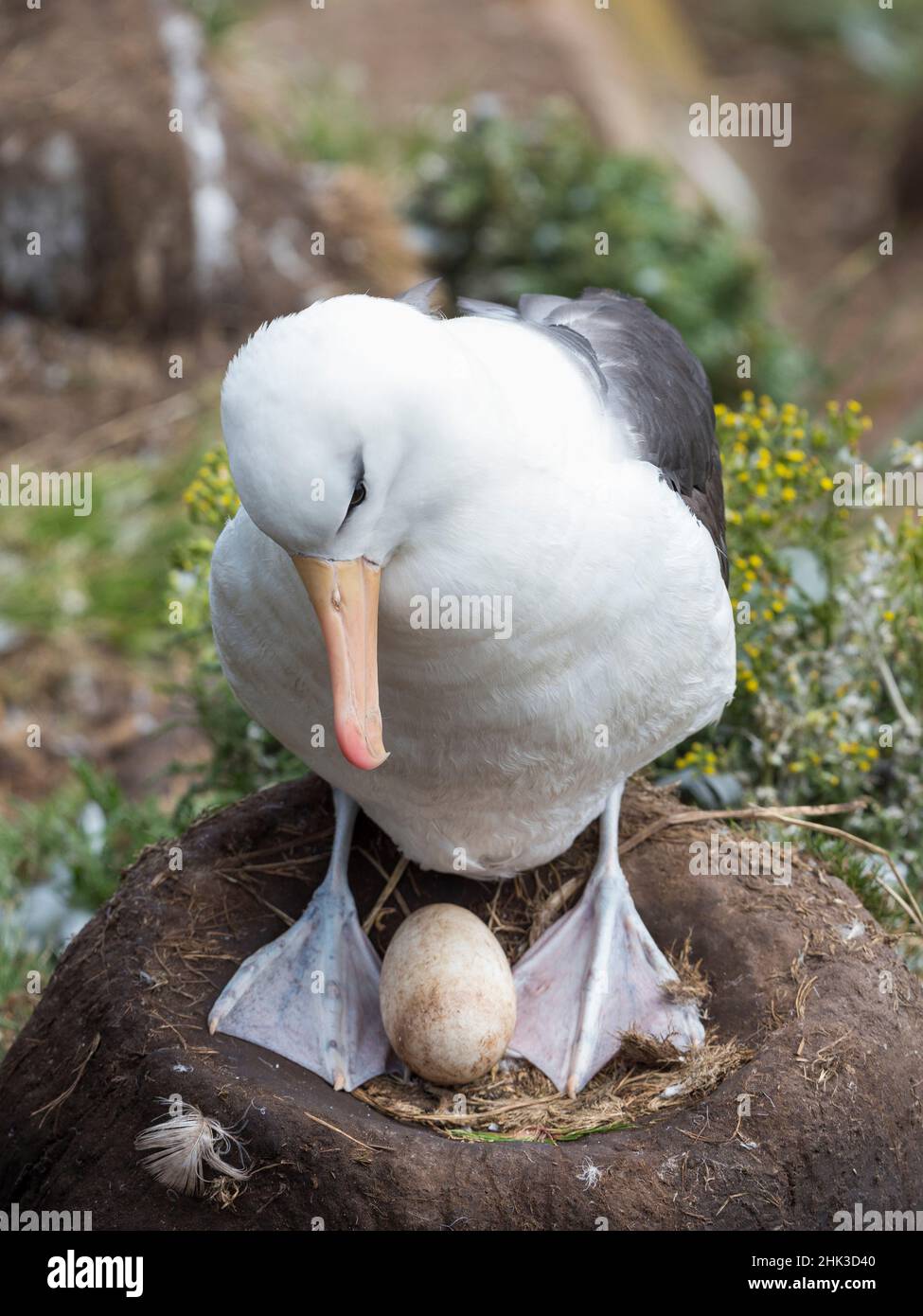 Adult with egg on tower-shaped nest. Black-browed albatross or black-browed mollymawk, Falkland Islands. Stock Photo