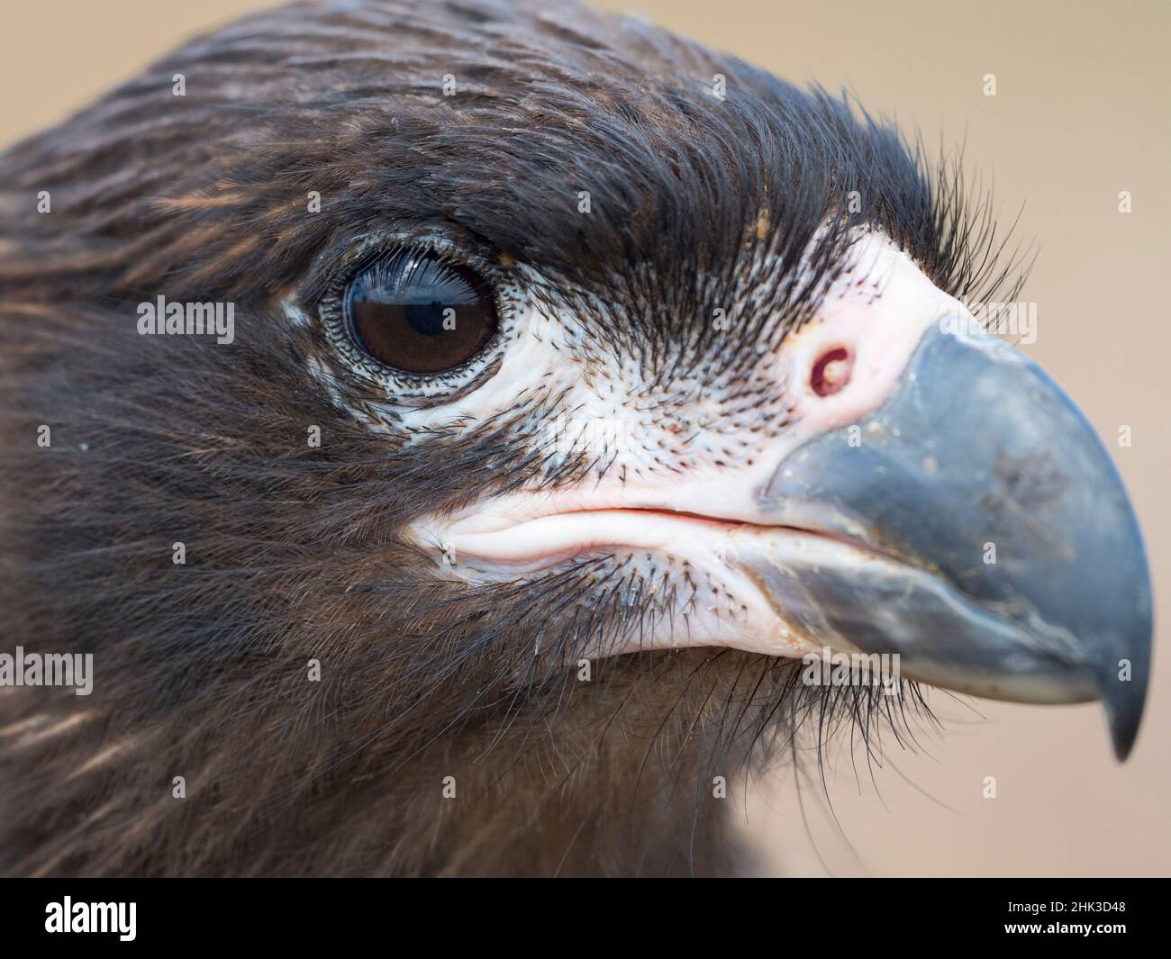 Juvenile with typical pale skin in face. Striated Caracara or Johnny Rook, protected, endemic to the Falkland Islands. Stock Photo