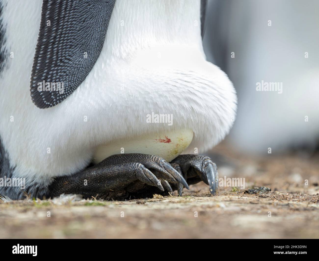 Egg being incubated by adult King Penguin while balancing on feet