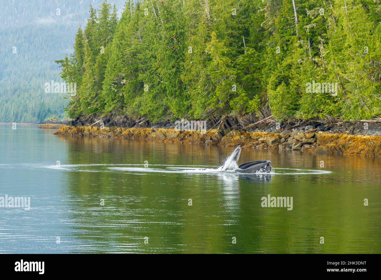 Humpback whale bubble circle hi-res stock photography and images - Alamy