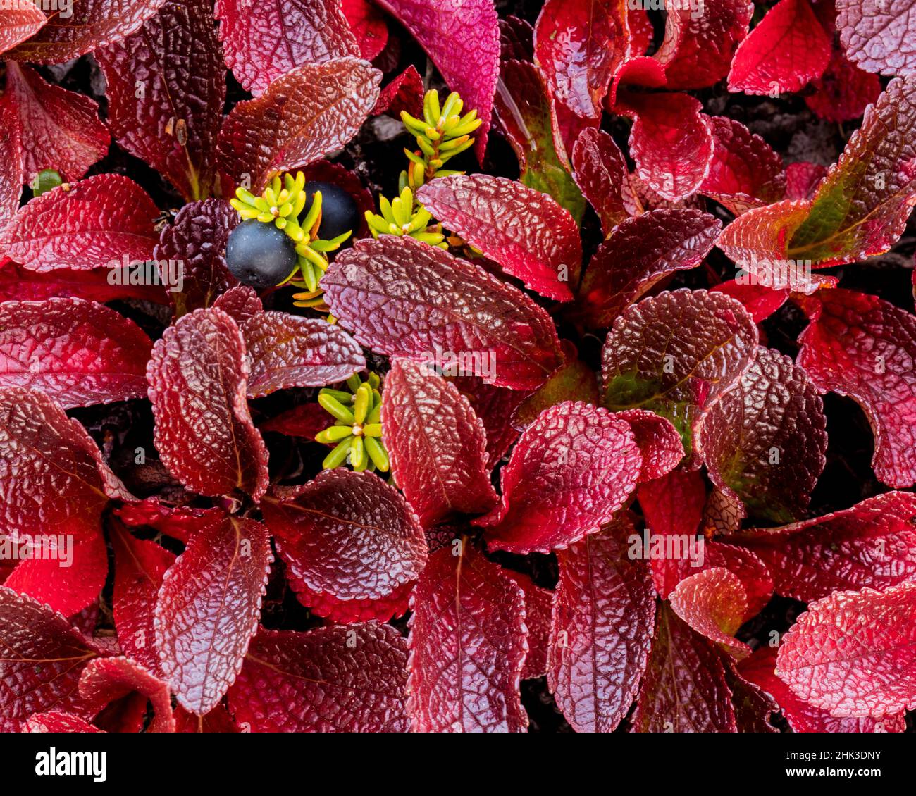 USA, Alaska. Close-up of alpine bearberry and crowberry plants. Credit as: Don Paulson / Jaynes Gallery / DanitaDelimont.com Stock Photo