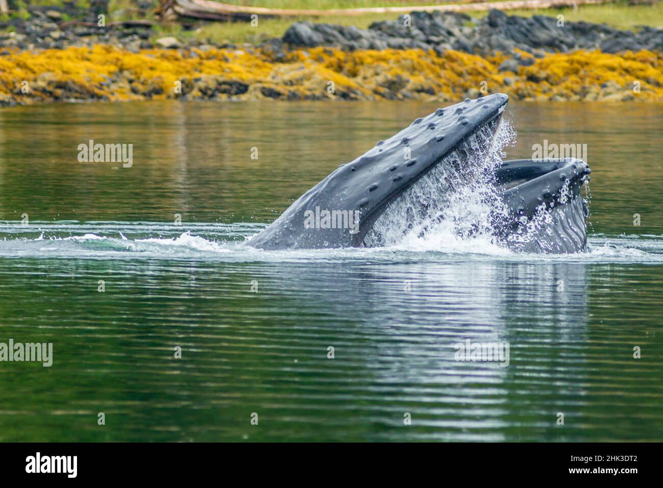 USA, Alaska, Tongass National Forest. Humpback whale lunge feeds. Credit as: Cathy & Gordon Illg / Jaynes Gallery / DanitaDelimont.com Stock Photo