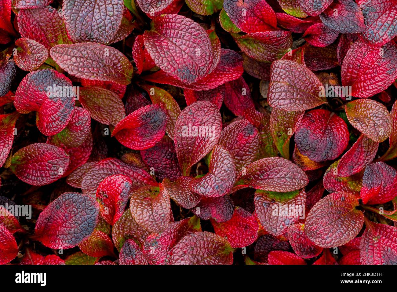 USA, Alaska. Alpine bearberry leaves close-up. Credit as: Don Paulson / Jaynes Gallery / DanitaDelimont.com Stock Photo