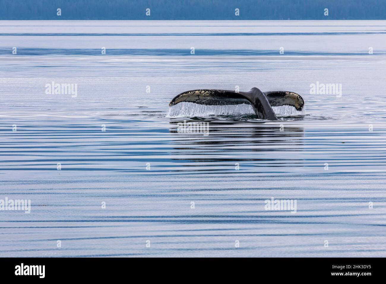 USA, Alaska, Chatham Strait. Humpback whale diving. Credit as: Don Paulson / Jaynes Gallery / DanitaDelimont.com Stock Photo