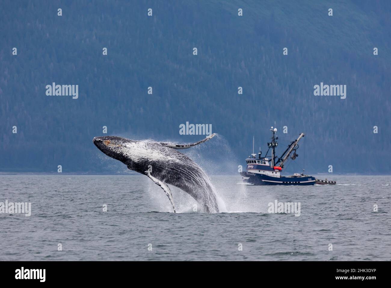 Commercial purse seine fishers haul their net while fishing for pink and  chum salmon, Chatham Strait, Admiralty Island, Alaska Stock Photo - Alamy