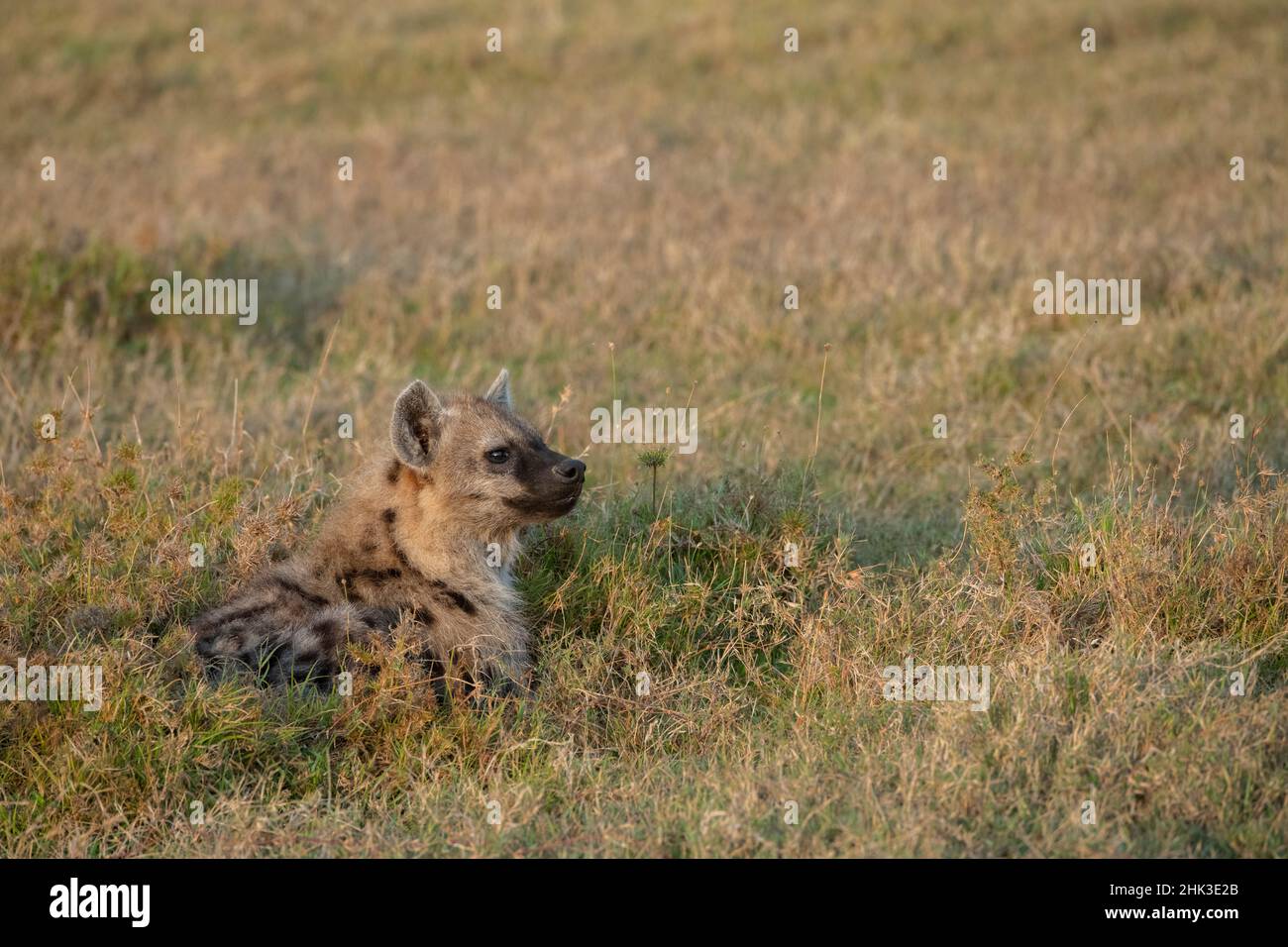 Africa, Kenya, Laikipia Plateau, Ol Pejeta Conservancy. Young spotted