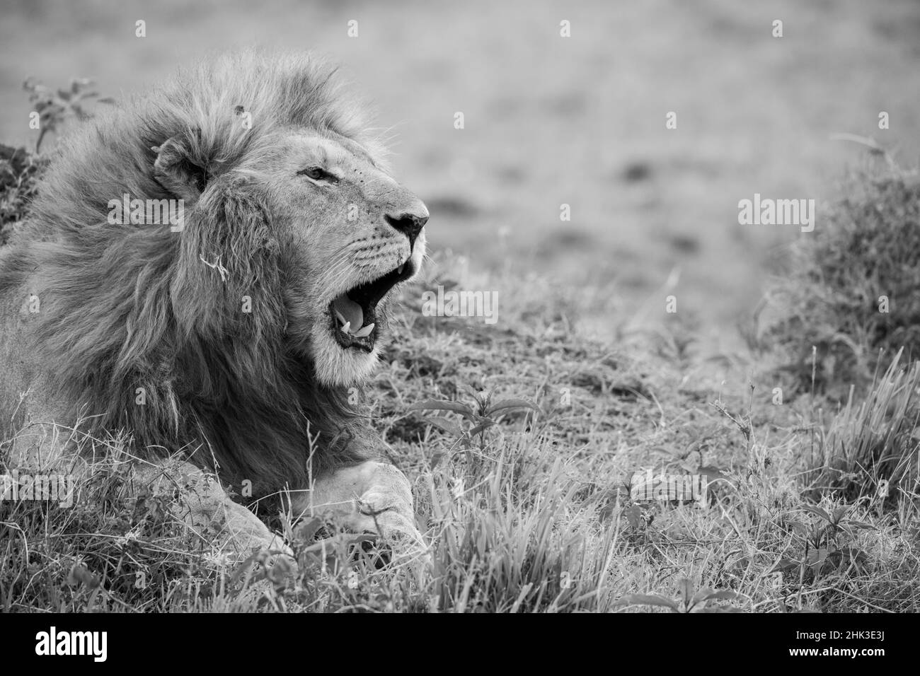 Africa, Kenya, Northern Serengeti Plains, Maasai Mara. Male lion yawing. Stock Photo