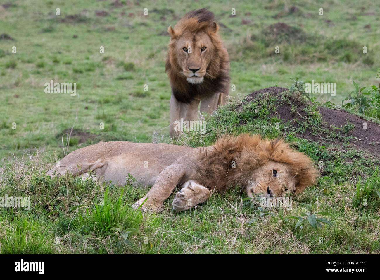 Africa, Kenya, Serengeti Plains, Maasai Mara. Two male lions Stock