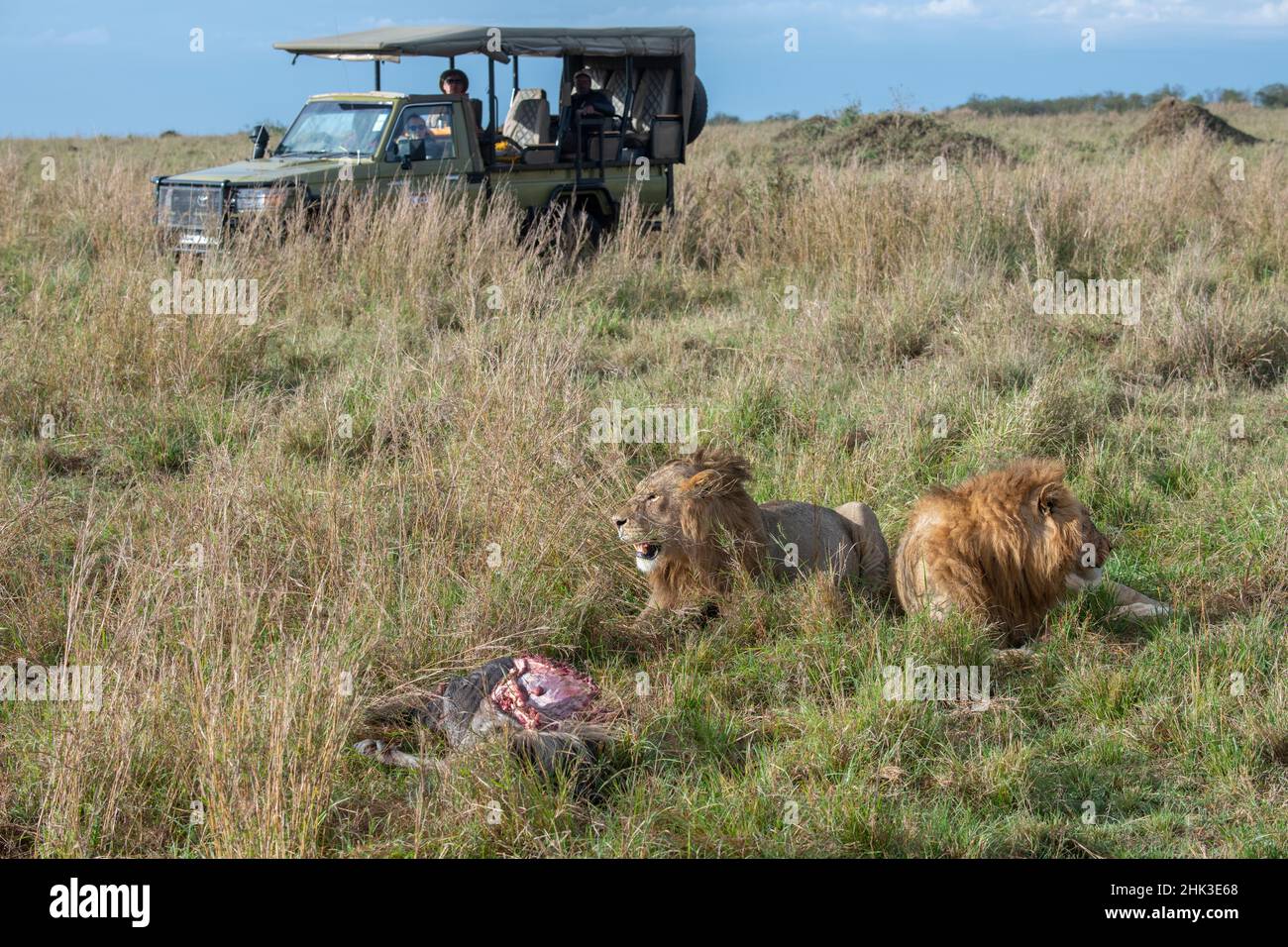 Male lion on plains of masai mara hi-res stock photography and images ...
