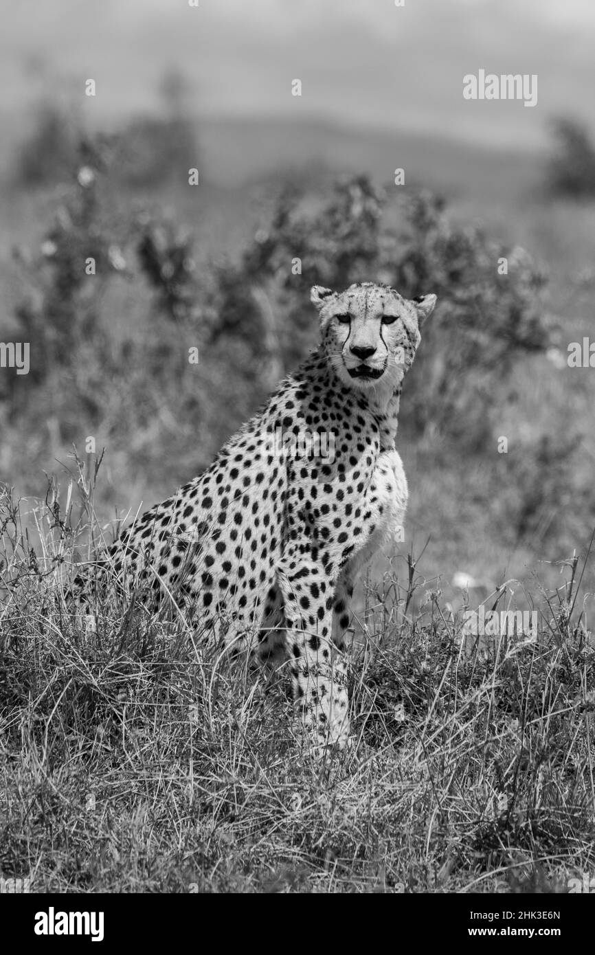 Africa, Kenya, Serengeti Plains, Maasai Mara. Female cheetah, endangered species. Stock Photo
