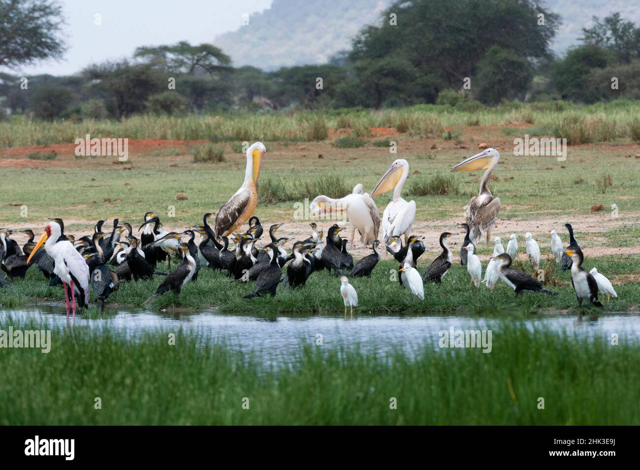 Birds on the Lake Jipe, Tsavo, Kenya Stock Photo Alamy