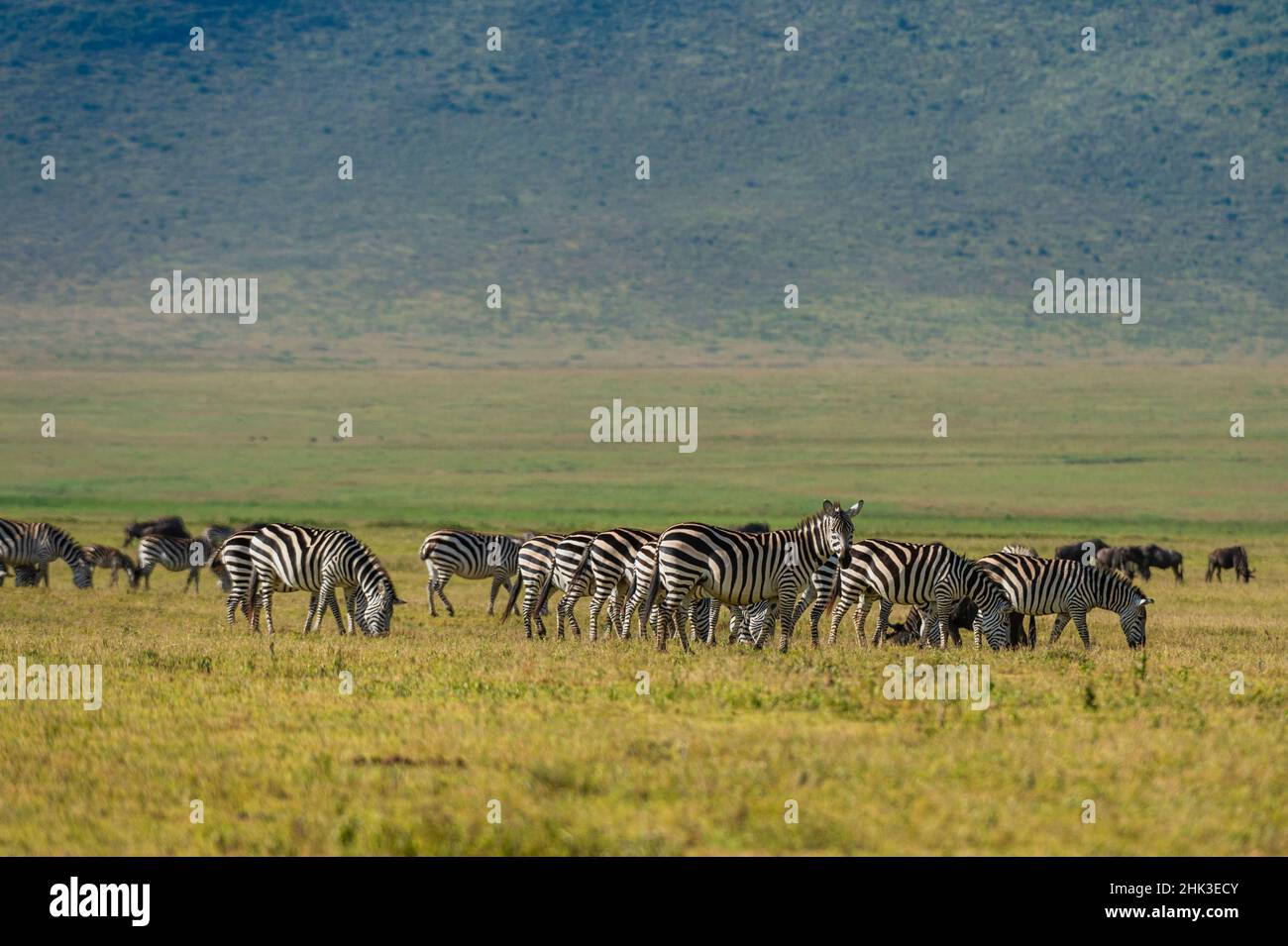 Plains zebras (Equus quagga), Ngorongoro crater, Ngorongoro