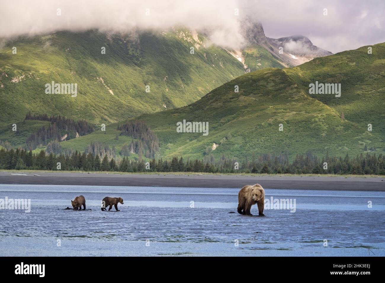 USA, Alaska, Lake Clark National Park. Grizzly bear sow with cubs ...