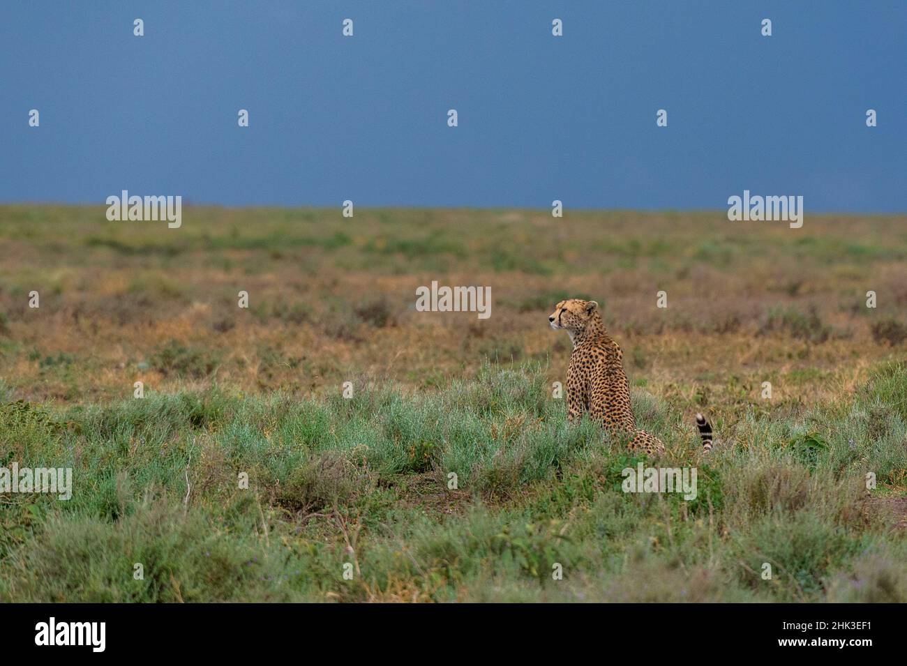 Cheetah Acinonyx Jubatus Ndutu Ngorongoro Conservation Area Cheetah acinonyx jubatus ndutu ngorongoro conservation area