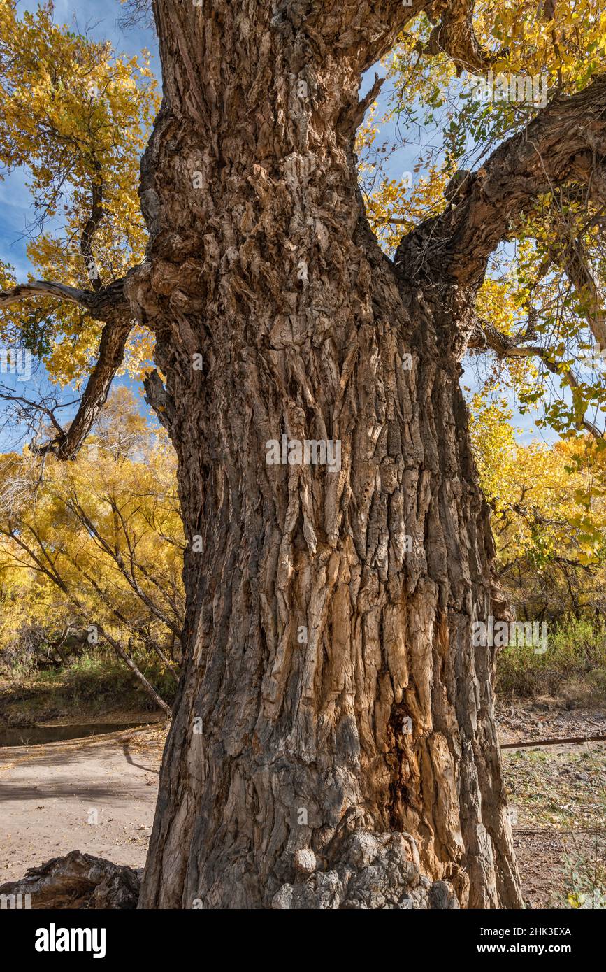 Bark on old cottonwood tree trunk, near Gila River and Old Safford Bridge, Gila Box Riparian National Conservation Area, near Clifton, Arizona, USA Stock Photo